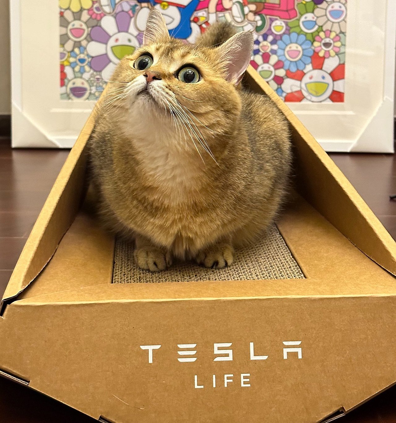 cat，product design，Design，design，tesla，Cat plate，