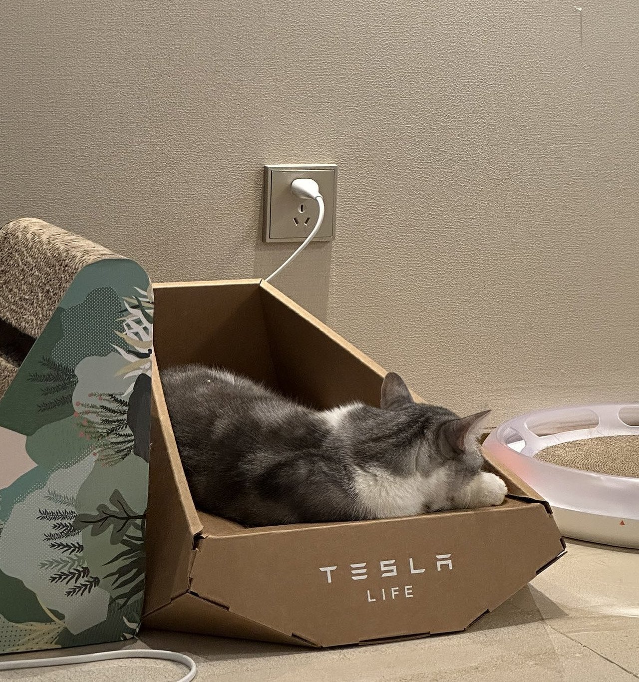 cat，product design，Design，design，tesla，Cat plate，