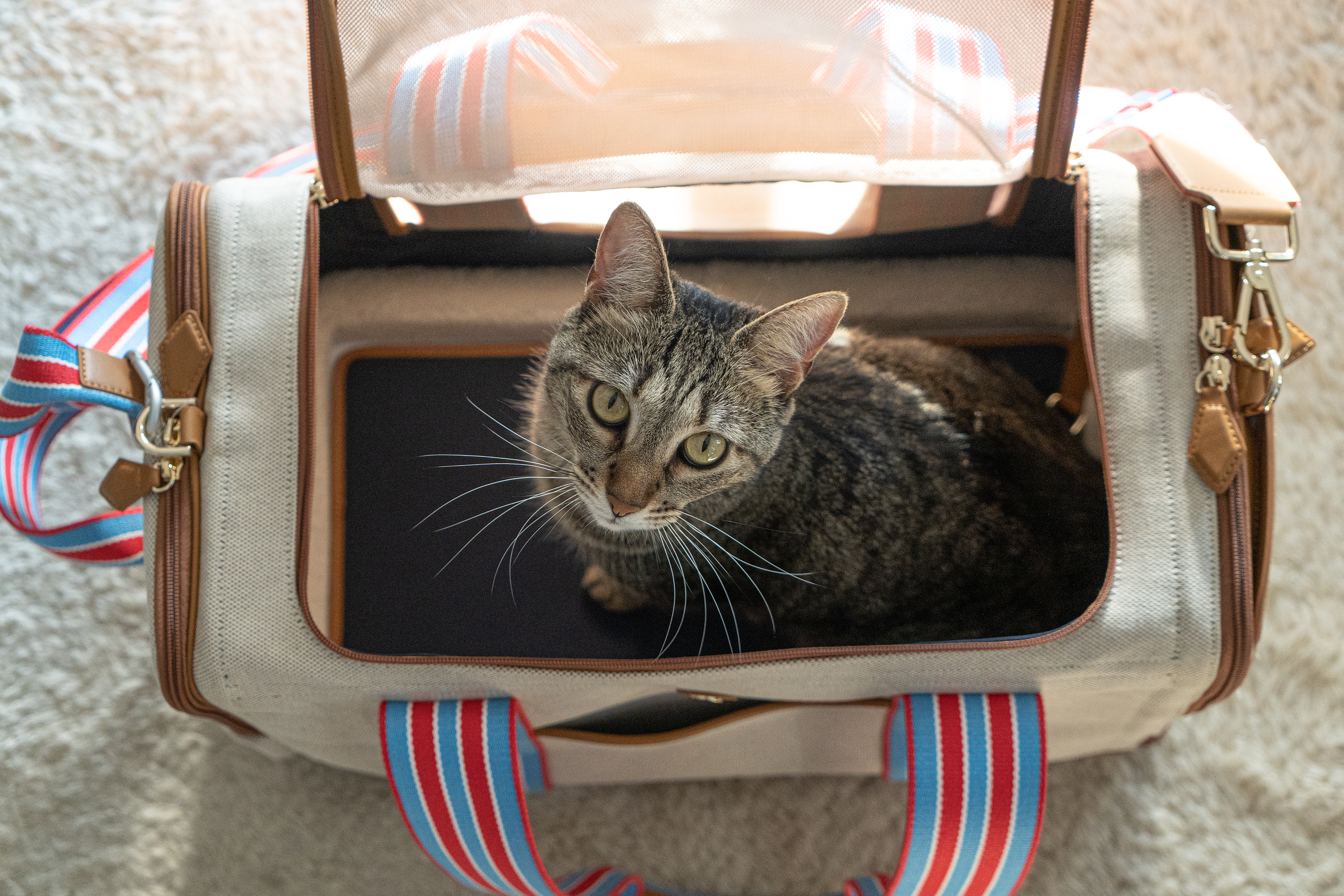 Pet Supplies & Pet，pet knapsack ，Outdoor equipment，originality，