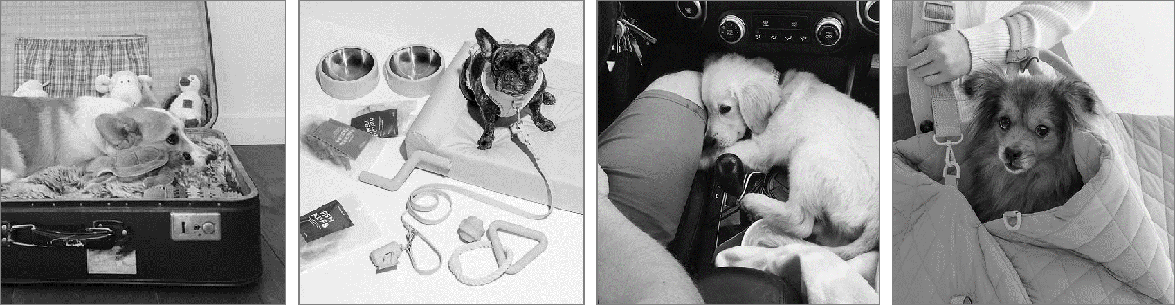 product design，Home design，Pet design，Travel box，keyshot，Render，