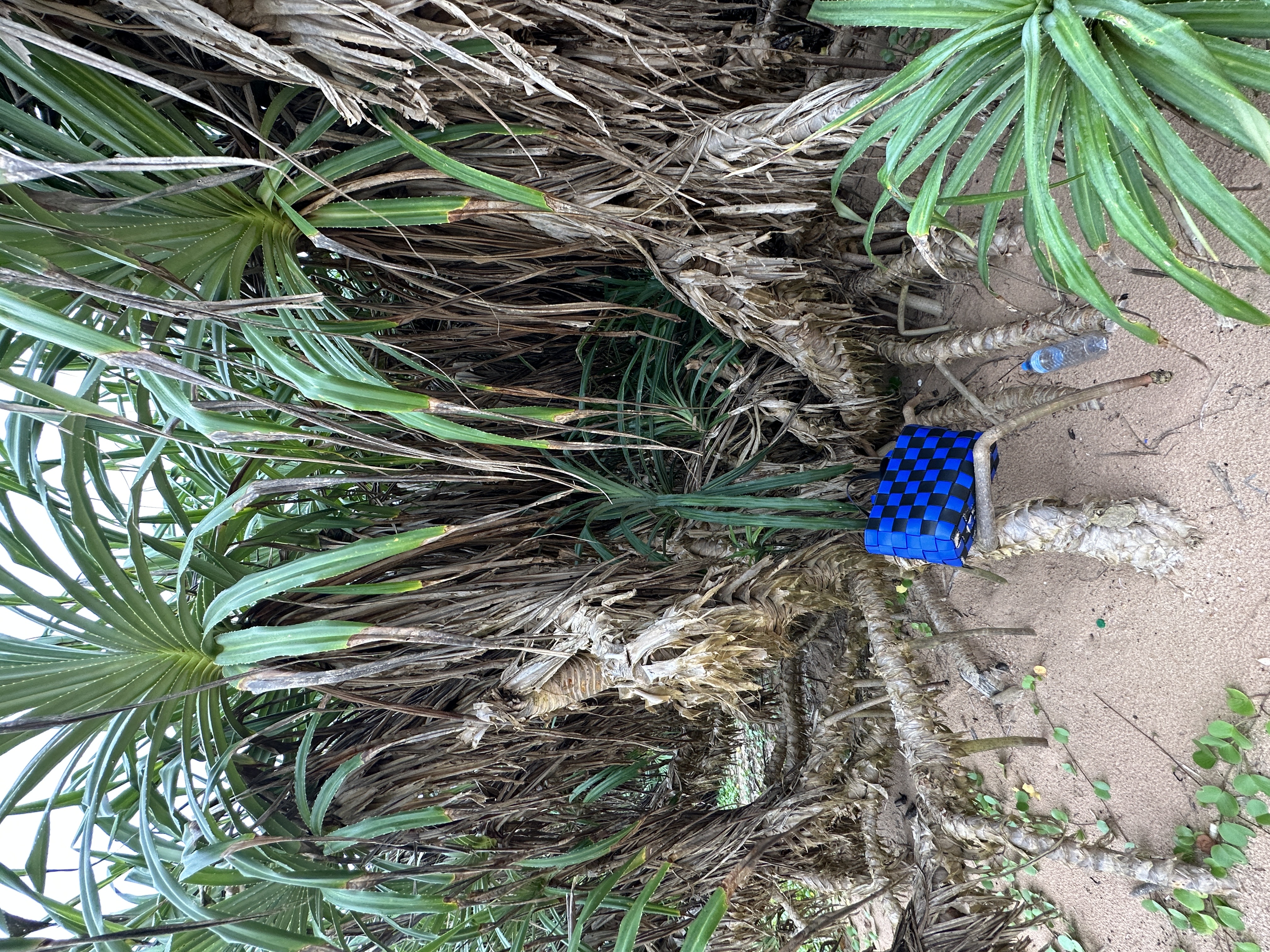 Compilation bag t:mondowang fashion products，