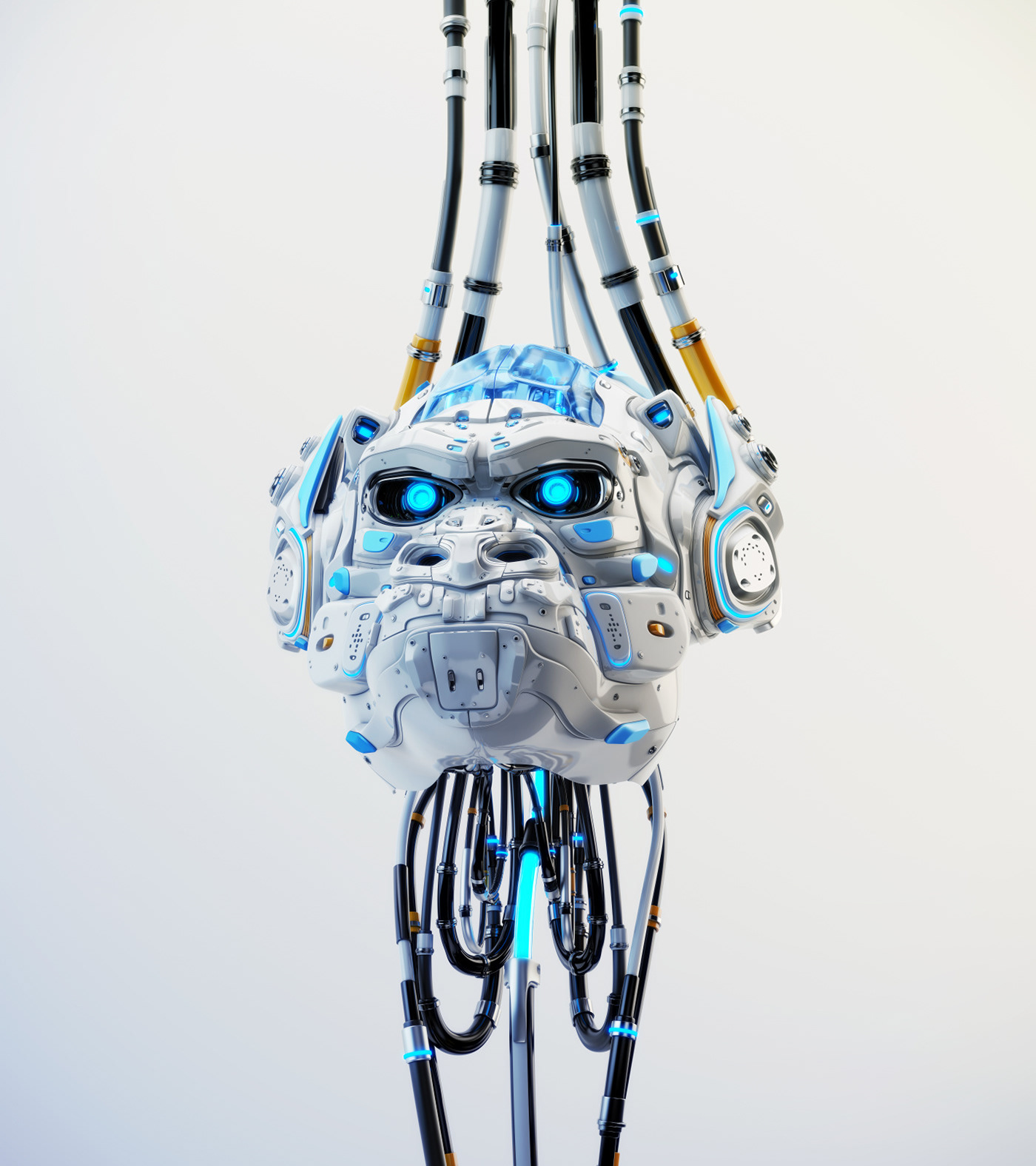 Concept map，animal，