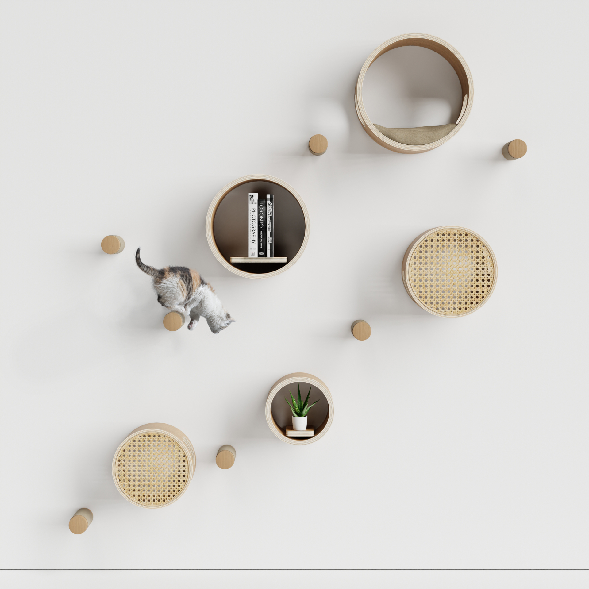 Bubbles，foam，cat，product design，Design，design，