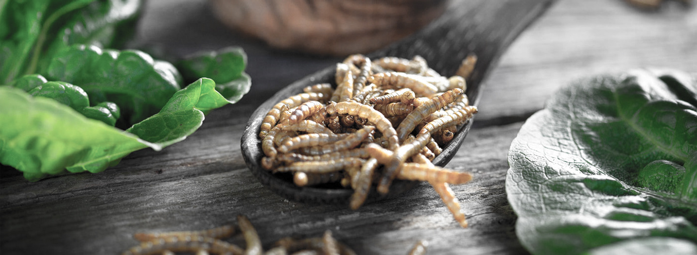 conceptual design，Me-Ho，Meal worm farming tools，originality，