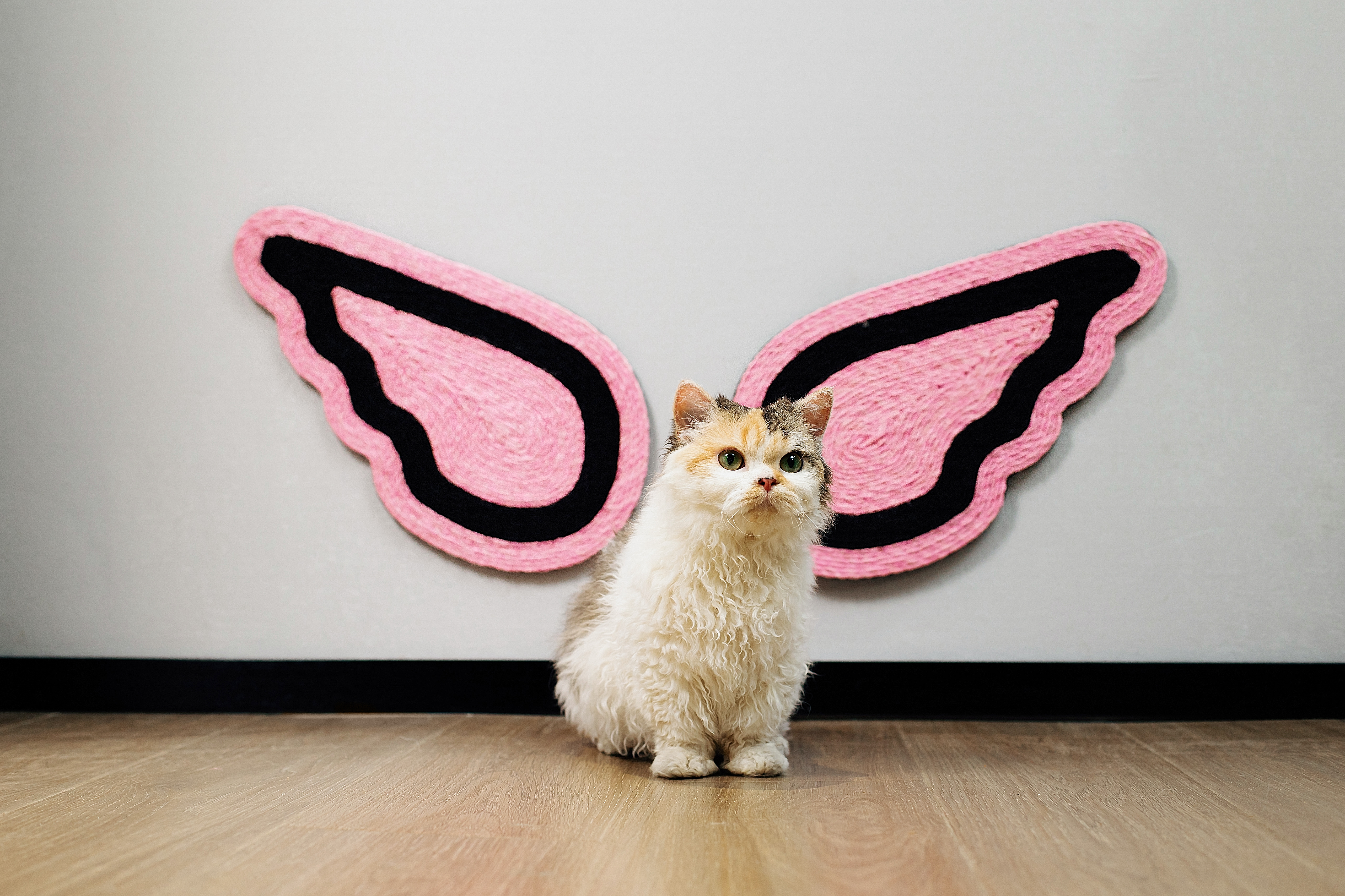 wing，Cat scratch board，Pet Supplies & Pet，Wall-mounted panel，Fashion Tide，sisal rope，