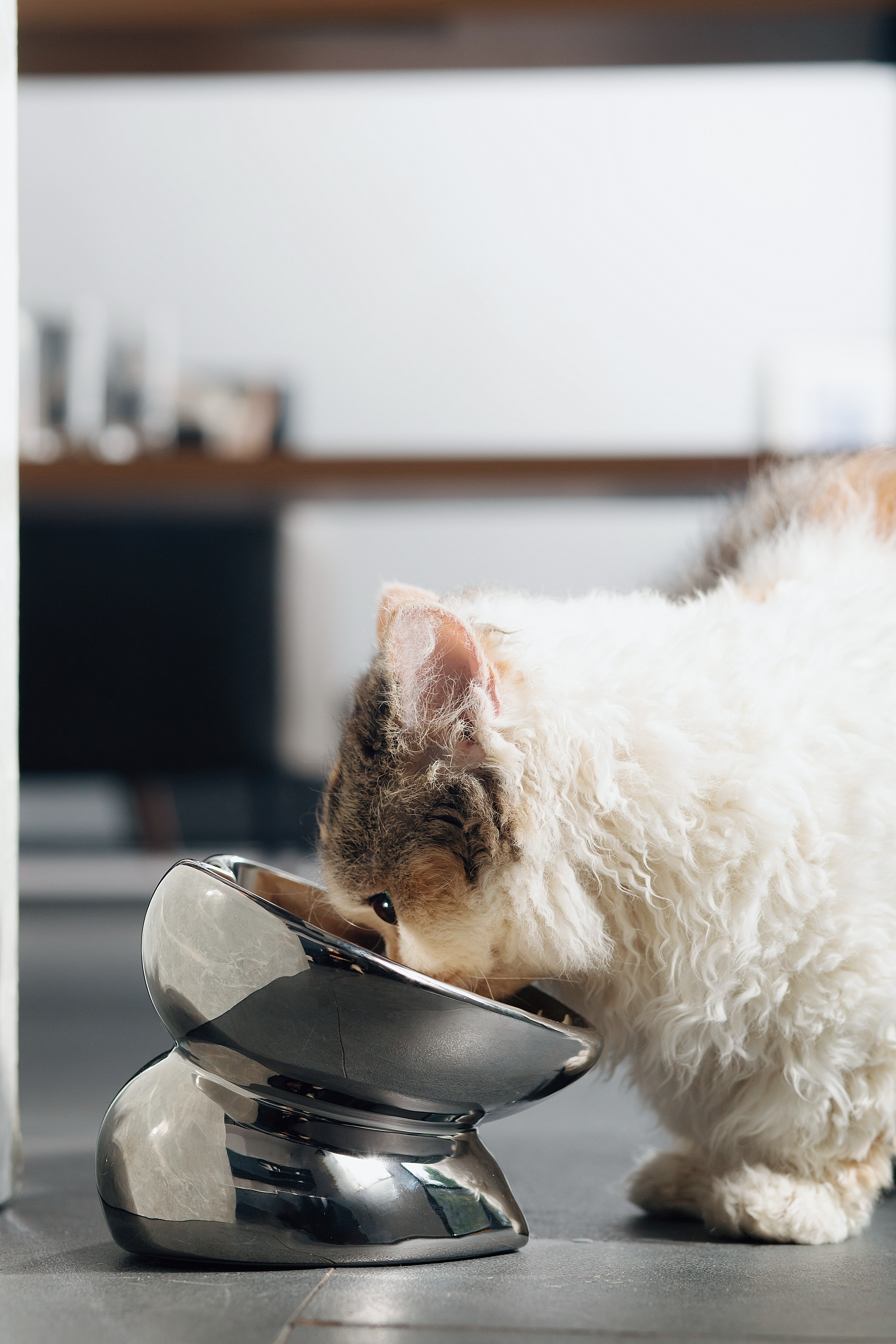 Cat bowl，Pet Supplies & Pet，Home Furnishing decoration，Love washing dishes，Porcelain，