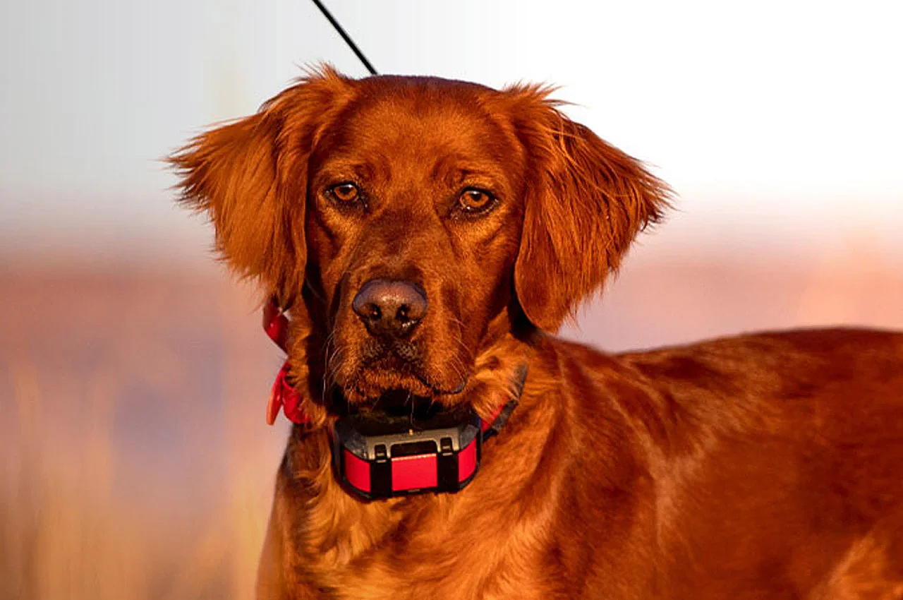 Garmin Alpha，product design，Pets，train，Design，