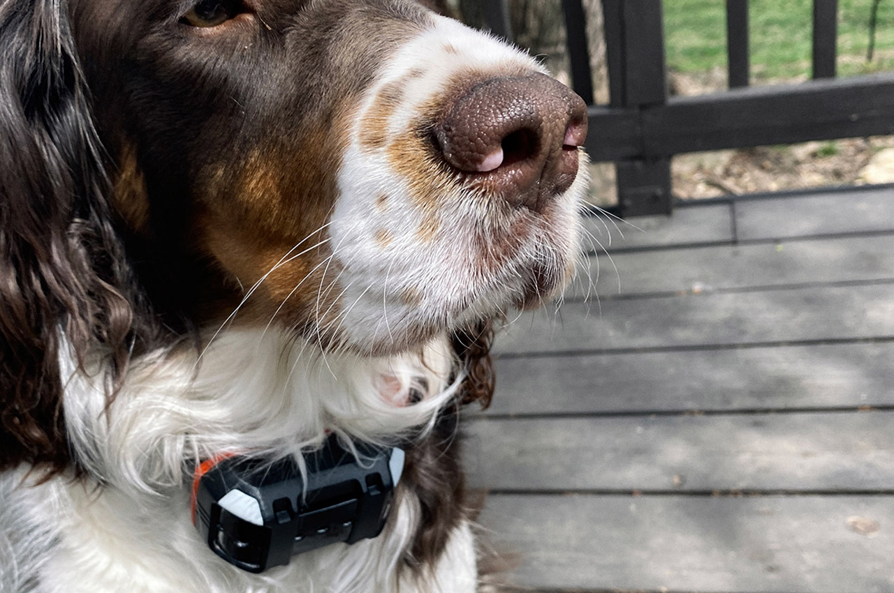 Garmin Alpha，product design，Pets，train，Design，