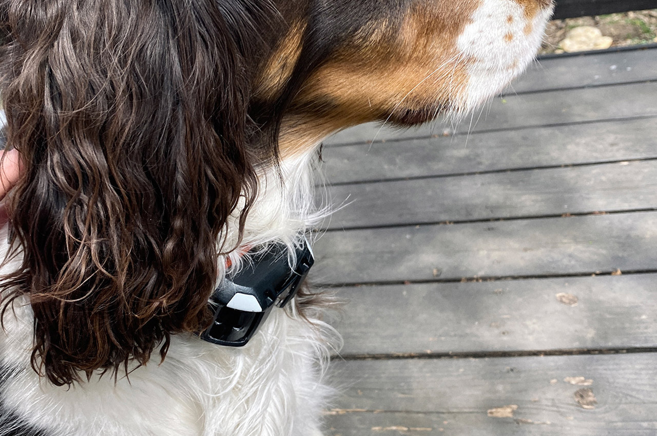 Garmin Alpha，product design，Pets，train，Design，