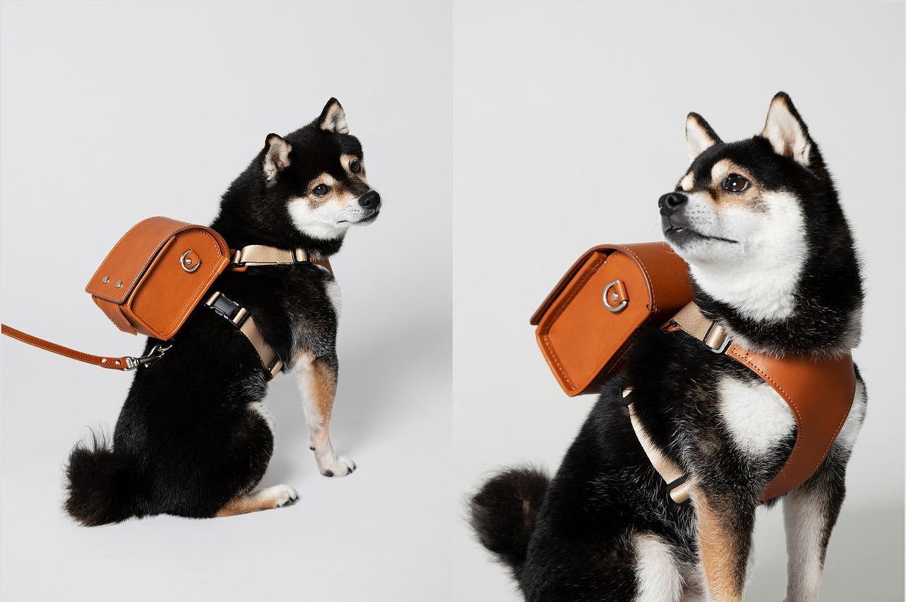 knapsack，product design，product，Pets，dog，