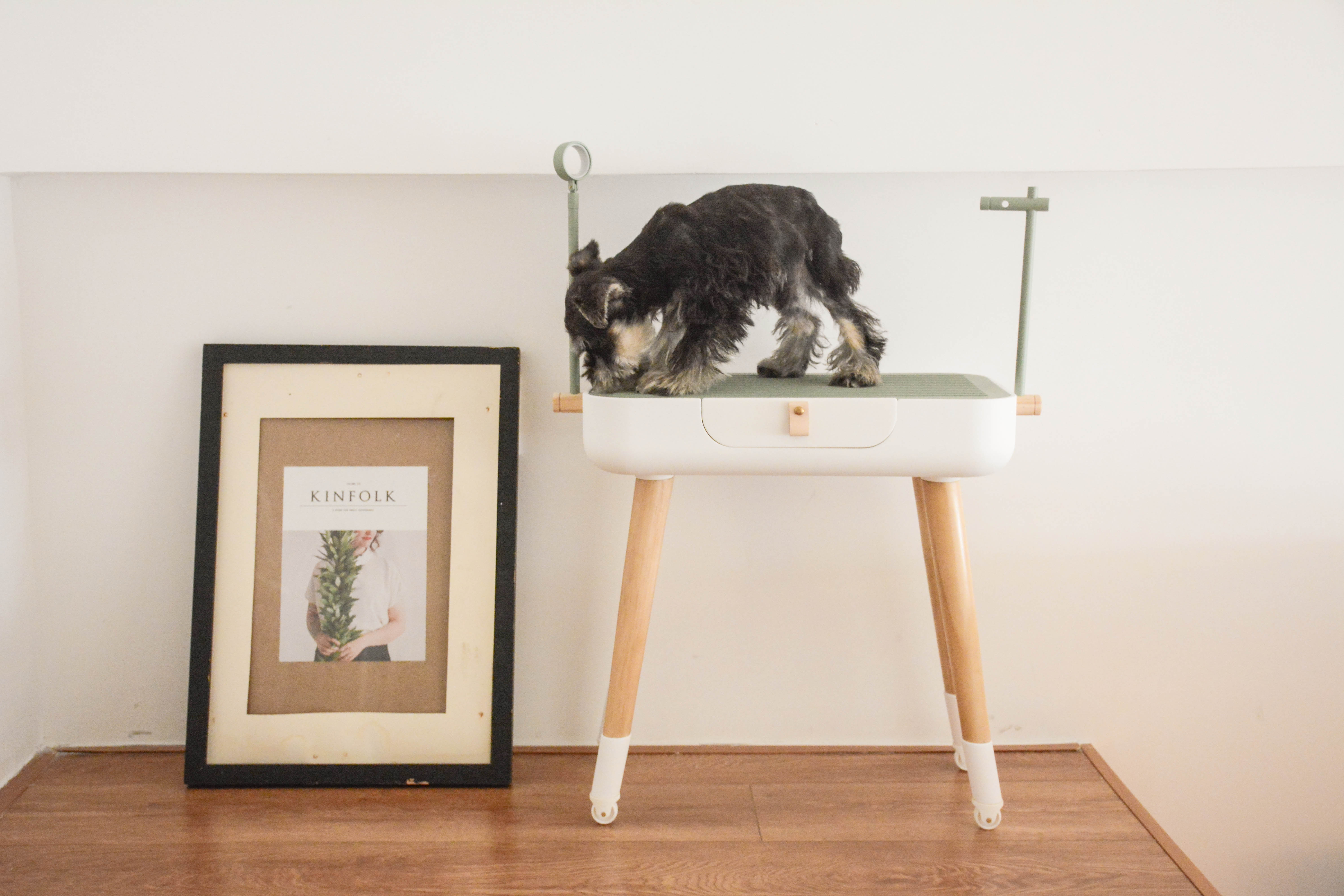 Pets，Pet Beauty，dog，Table，