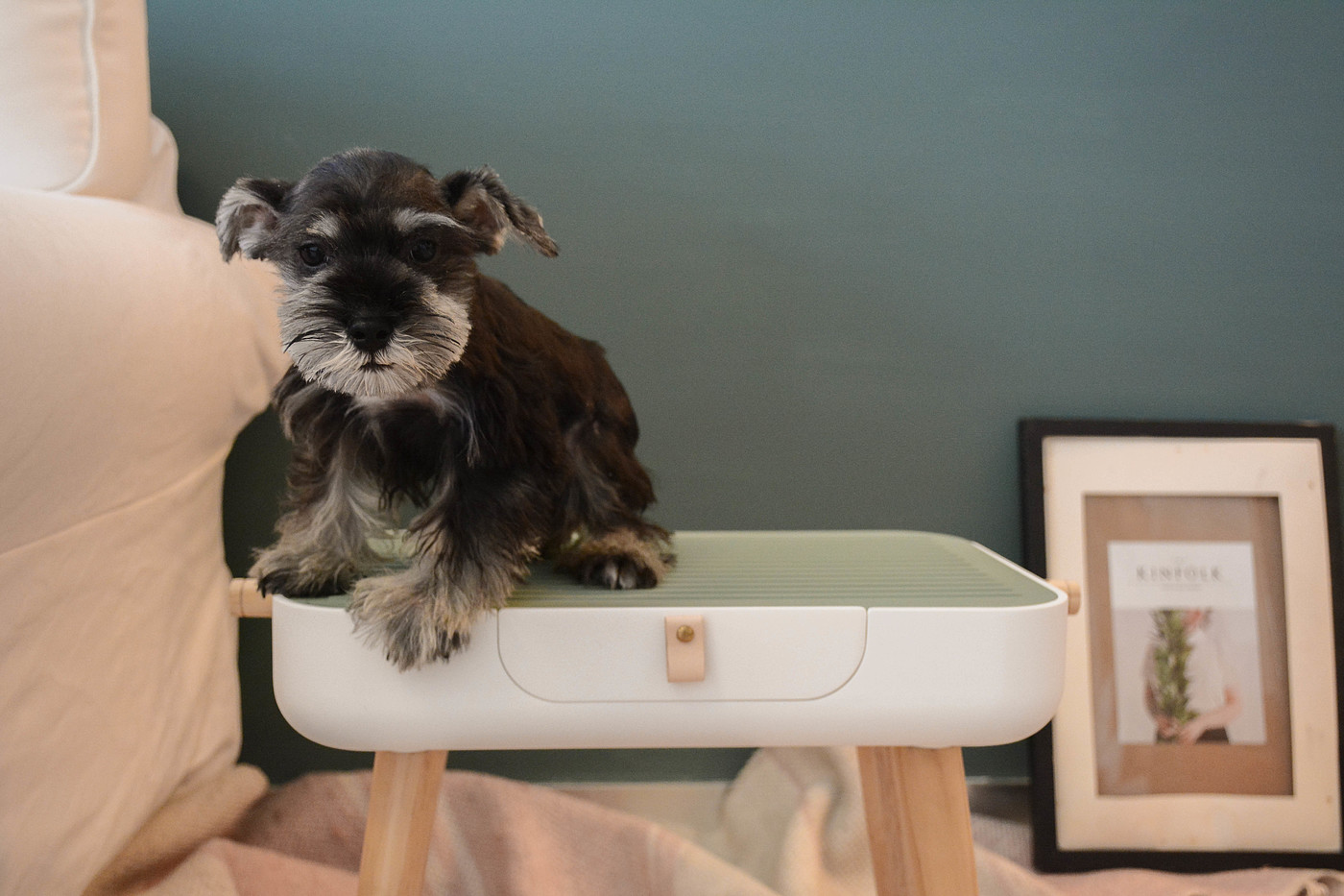 Pets，Pet Beauty，dog，Table，