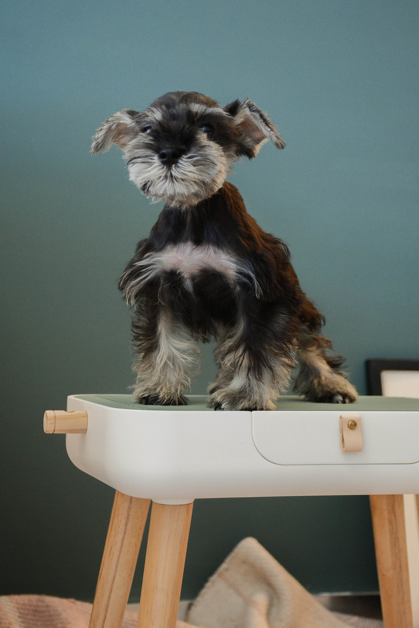 Pets，Pet Beauty，dog，Table，