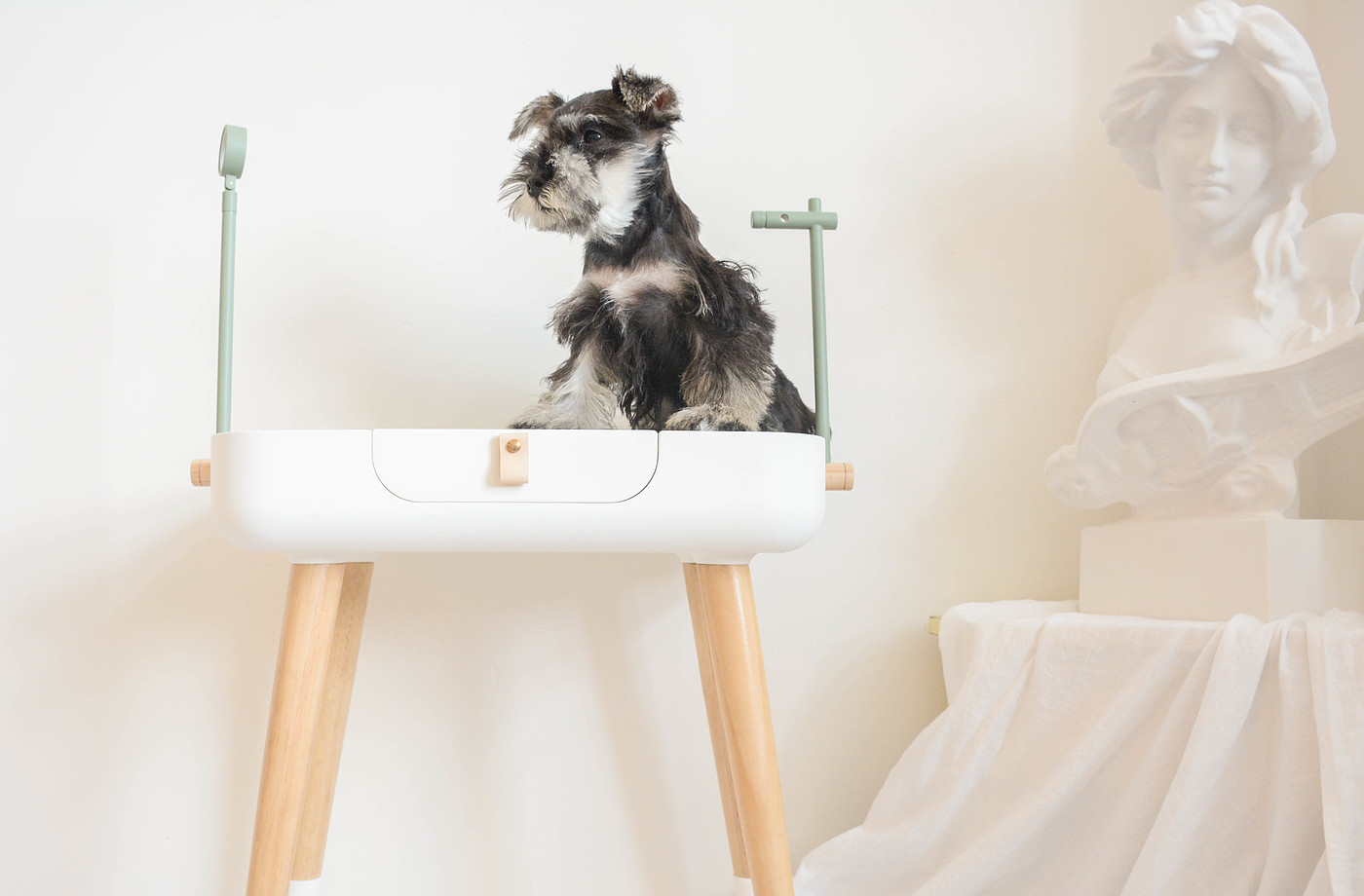 Pets，Pet Beauty，dog，Table，