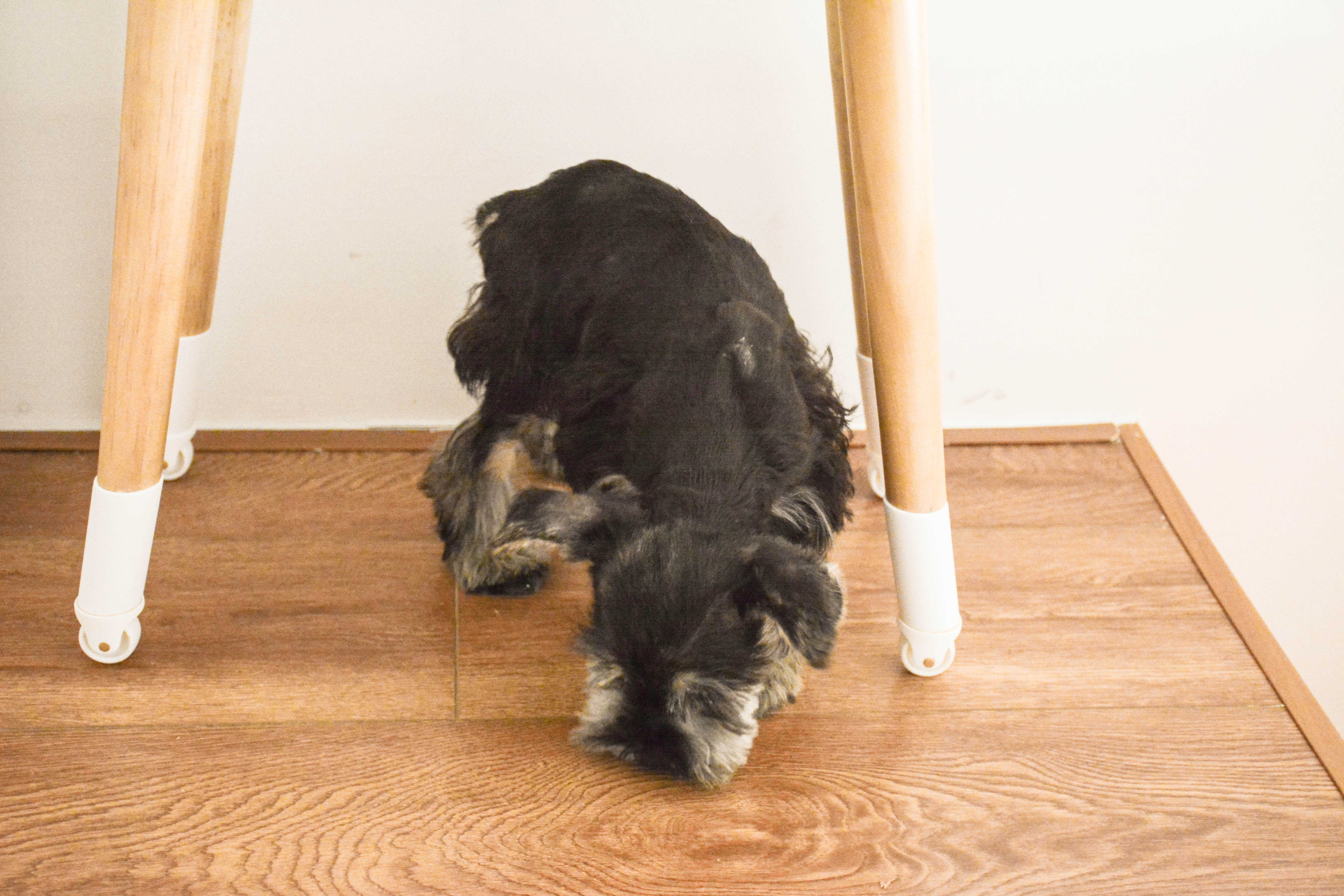 Pets，Pet Beauty，dog，Table，