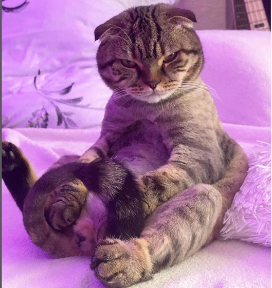 customized，Kitty，lovely，