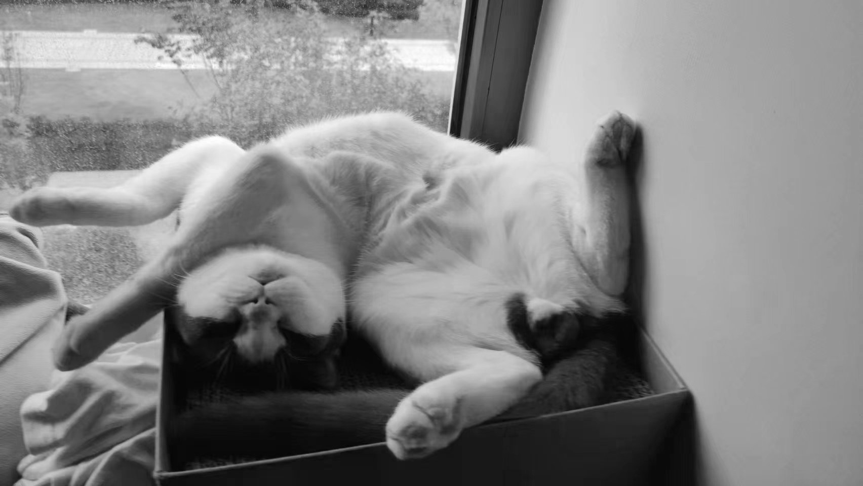 Graphic Artist Designer，packing design，Cultural and creative design，Frisbee，product design，Cat cat，Pets，Original design，