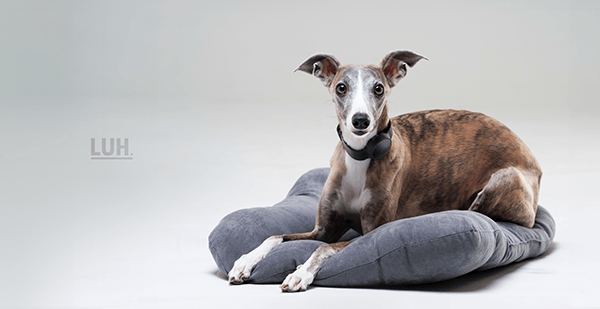 Pets，it，product design，product，LUHearty，Design，