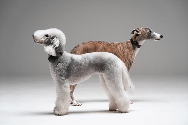 Pets，it，product design，product，LUHearty，Design，