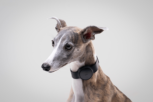 Pets，it，product design，product，LUHearty，Design，