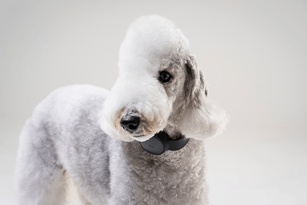 Pets，it，product design，product，LUHearty，Design，