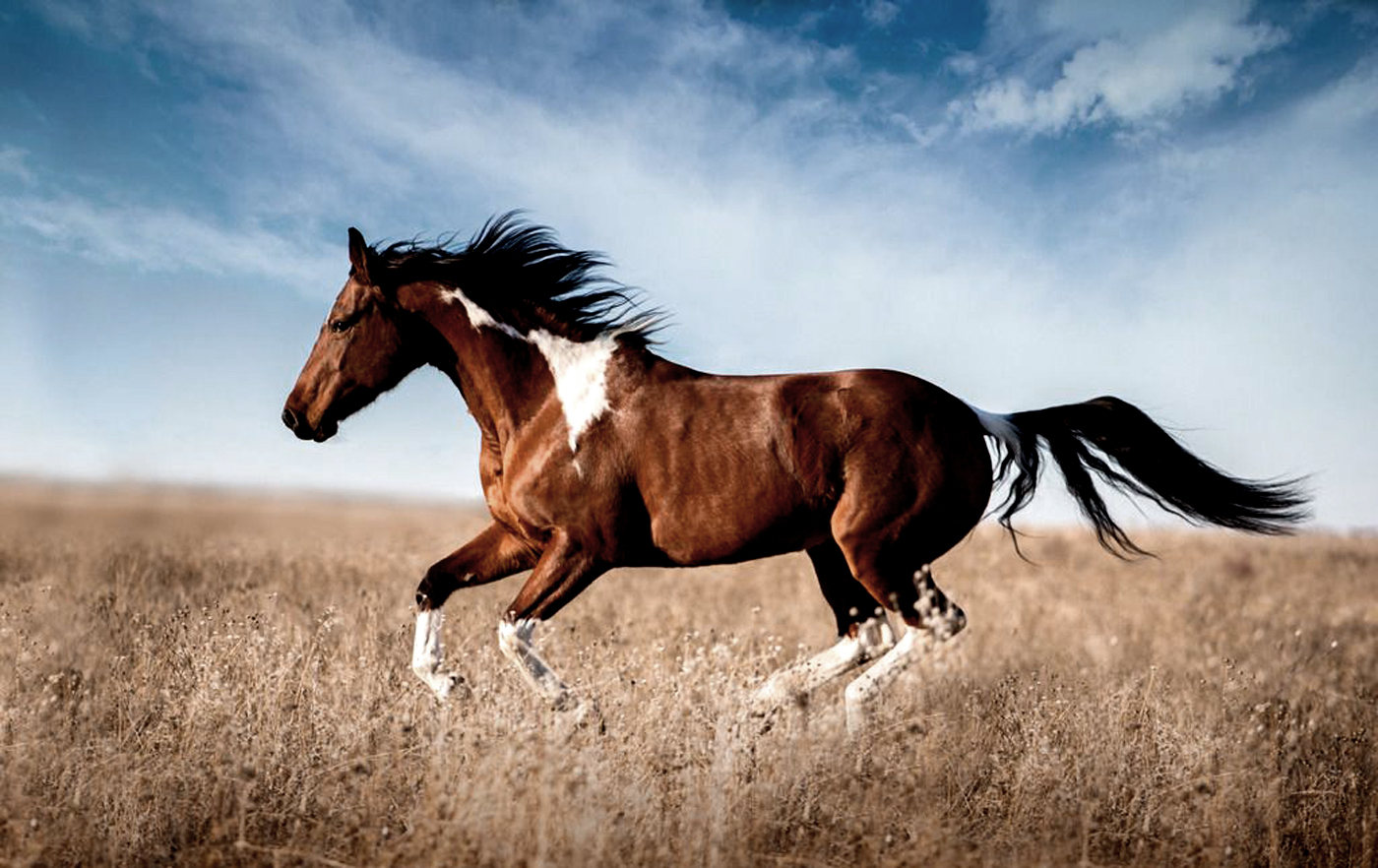 craftsman，Night light，ceramics，Desk lamp，Horse head，