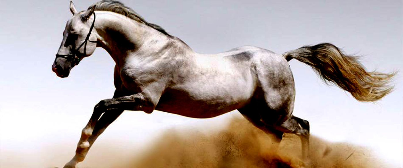 craftsman，Night light，ceramics，Desk lamp，Horse head，