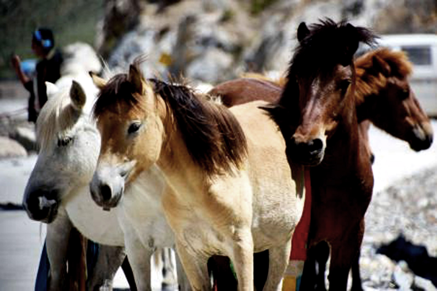 craftsman，Night light，ceramics，Desk lamp，Horse head，