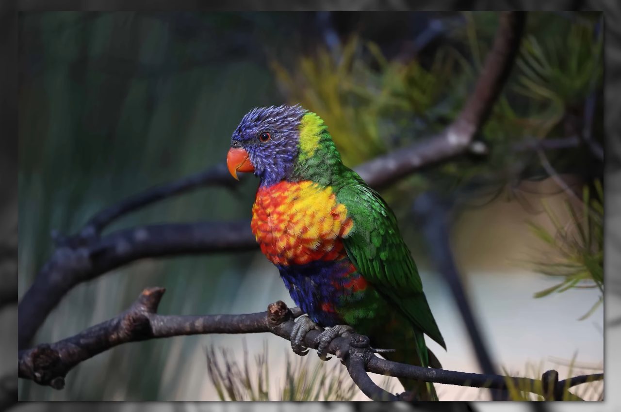 camera lens，Canon，Zoom，Focus distance，