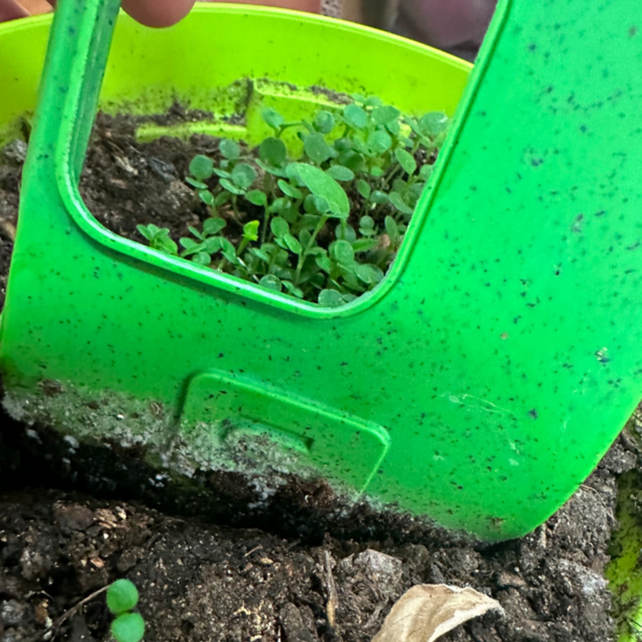 Mobile phone shell，compost，plant，Potted plants，