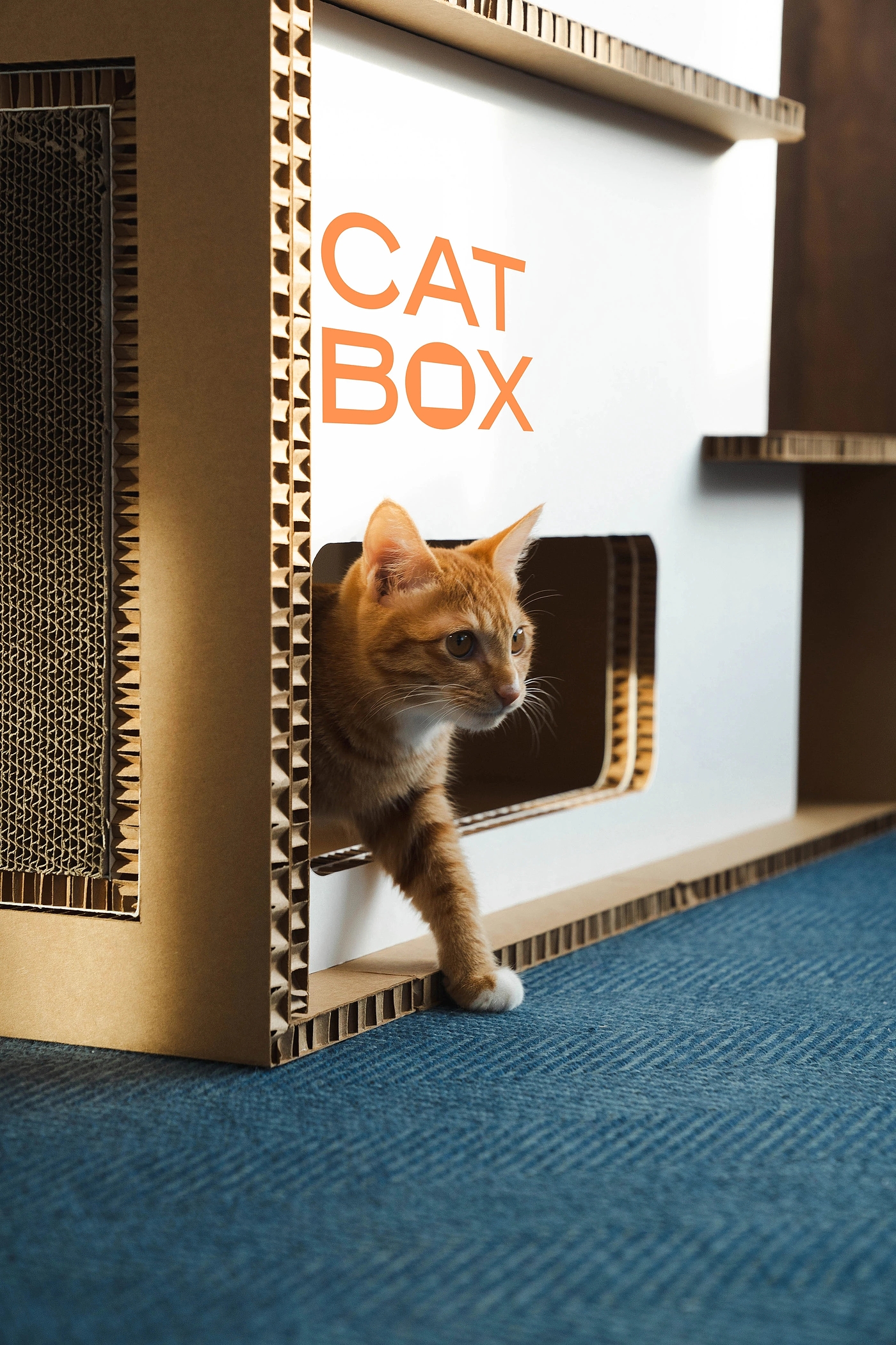 product design，furniture，industrial design，Box，cat，