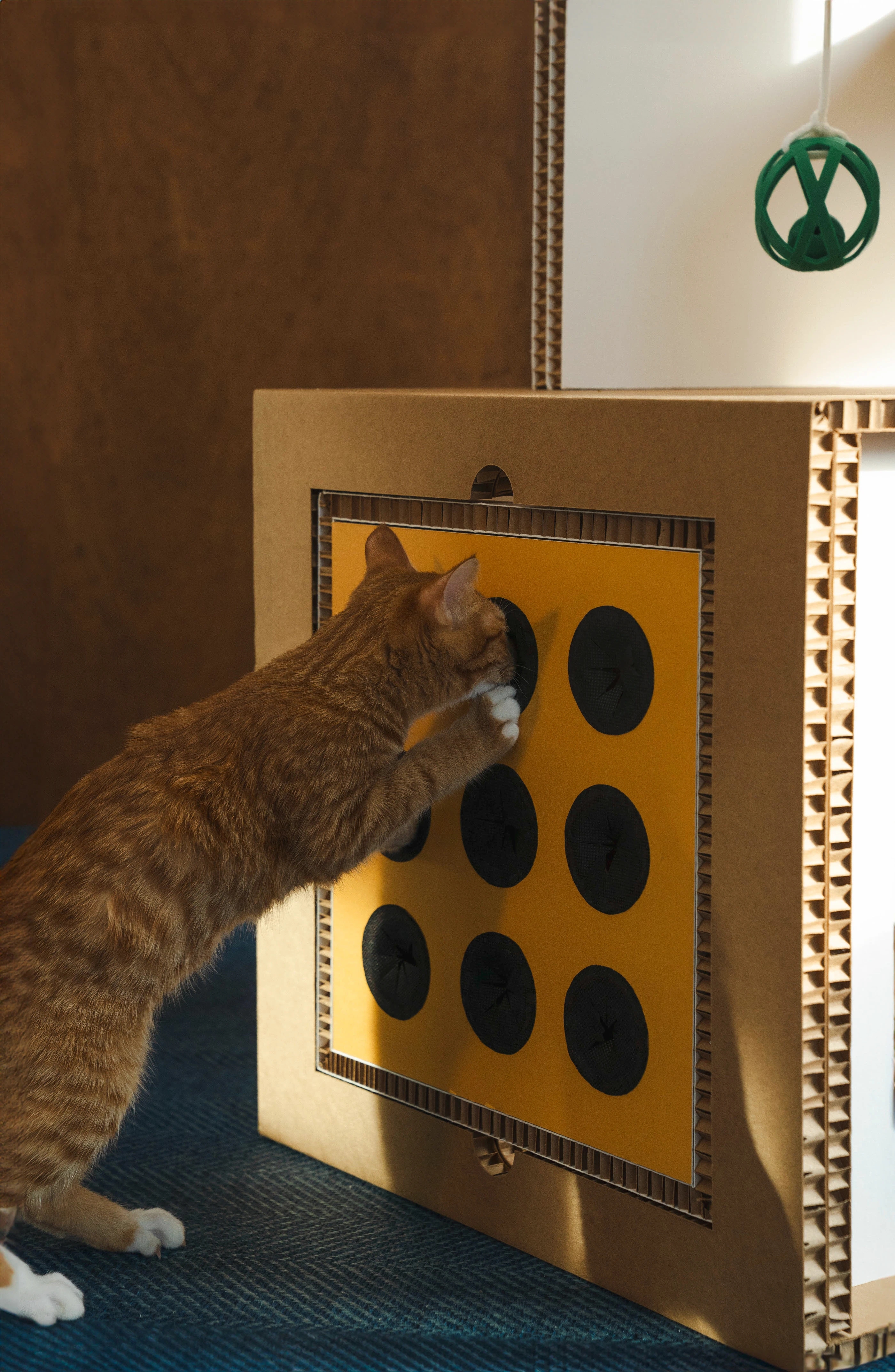 product design，furniture，industrial design，Box，cat，