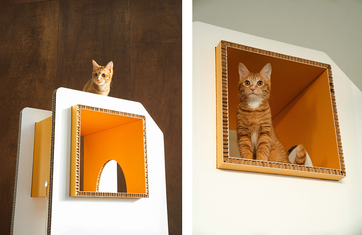 product design，furniture，industrial design，Box，cat，