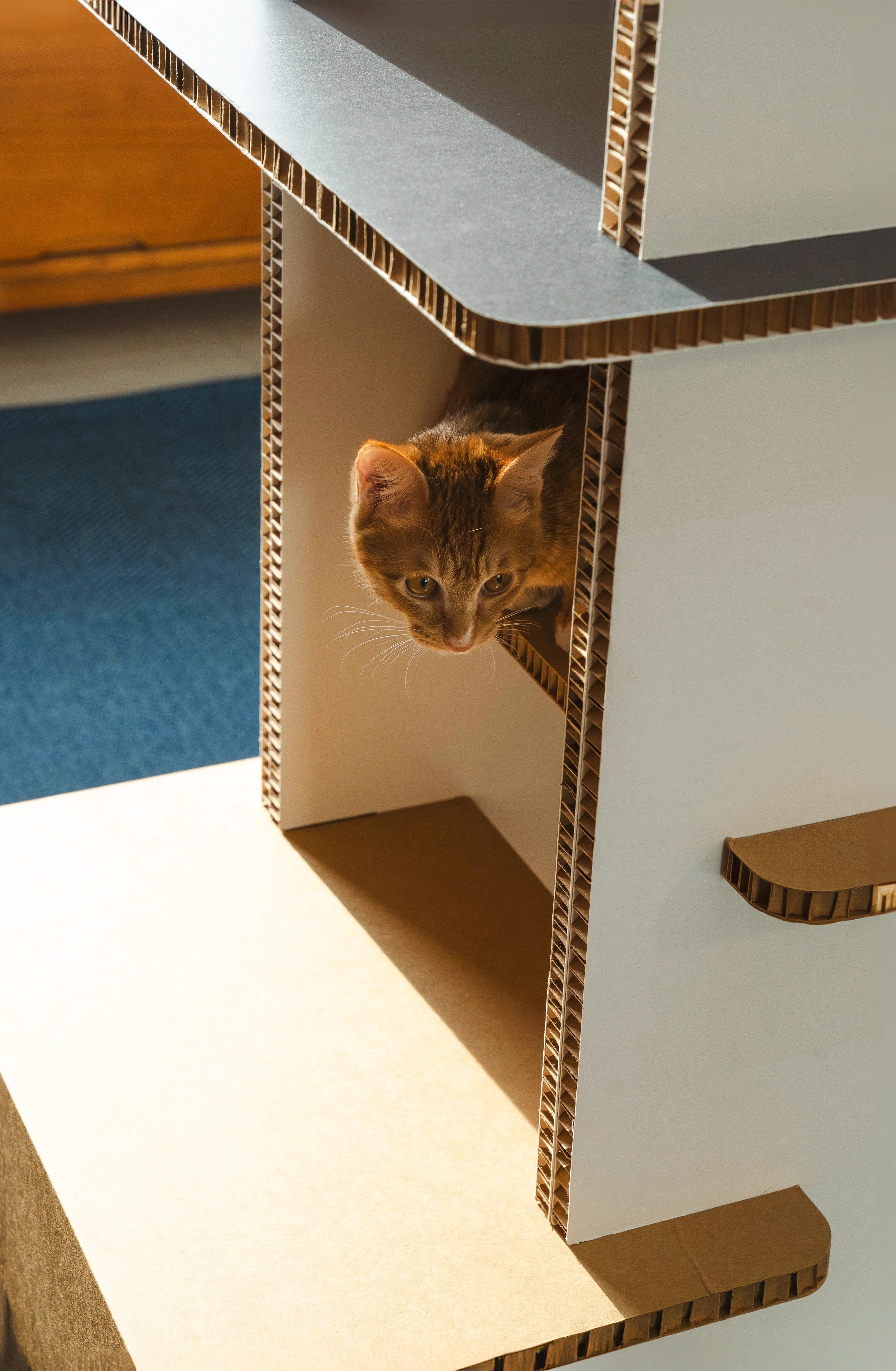 product design，furniture，industrial design，Box，cat，