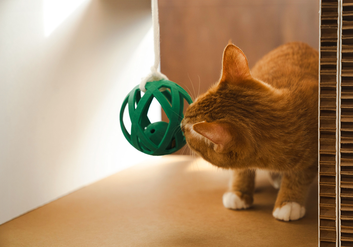 product design，furniture，industrial design，Box，cat，