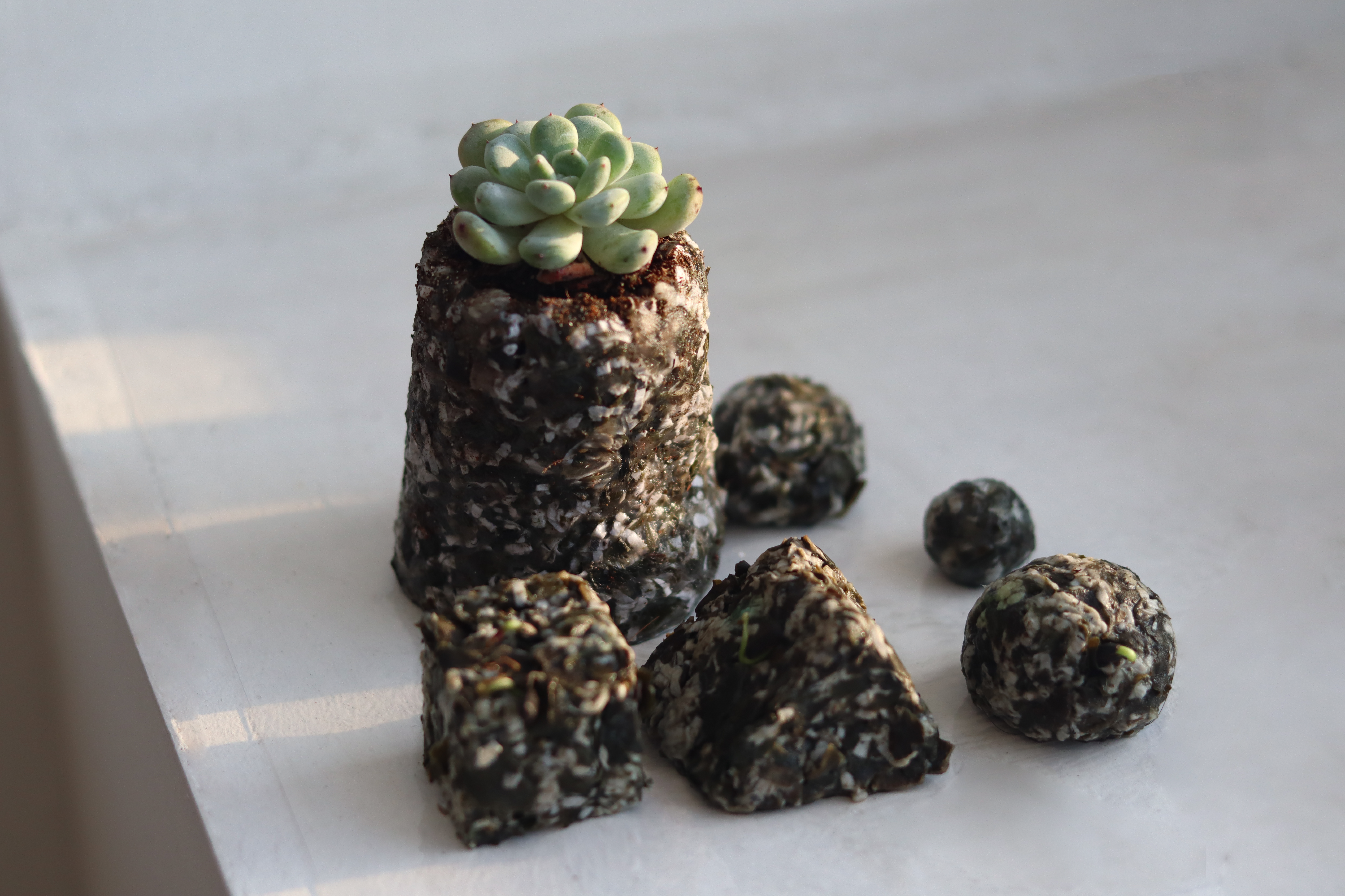 sustainable，seaweed，green，