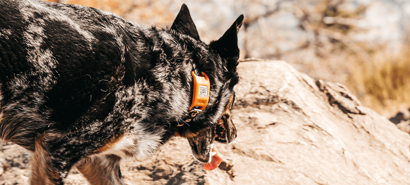 GoChip，Digital，intelligence，Pet Supplies & Pet，