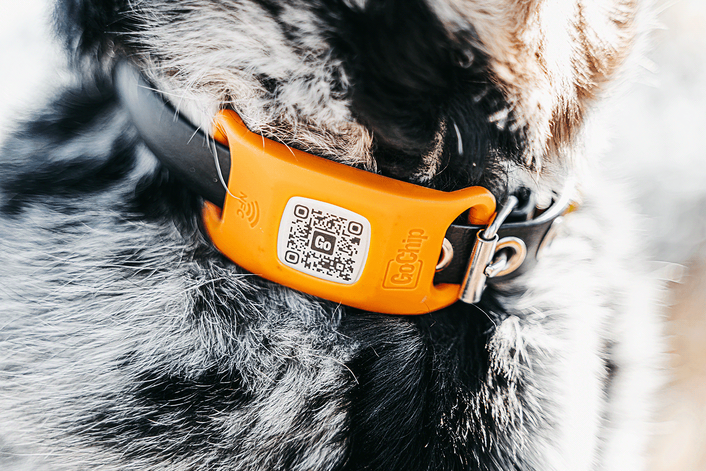 GoChip，Digital，intelligence，Pet Supplies & Pet，