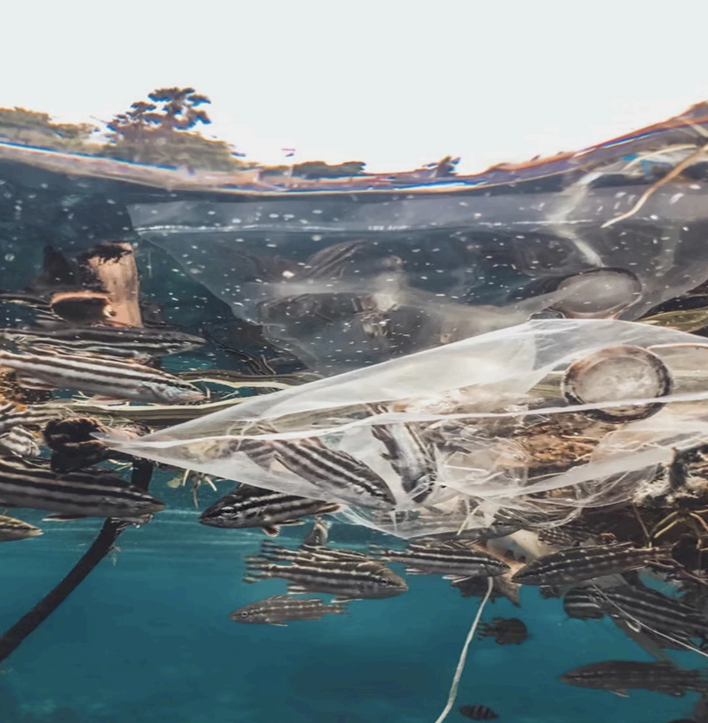 GoChip，Digital，intelligence，Pet Supplies & Pet，