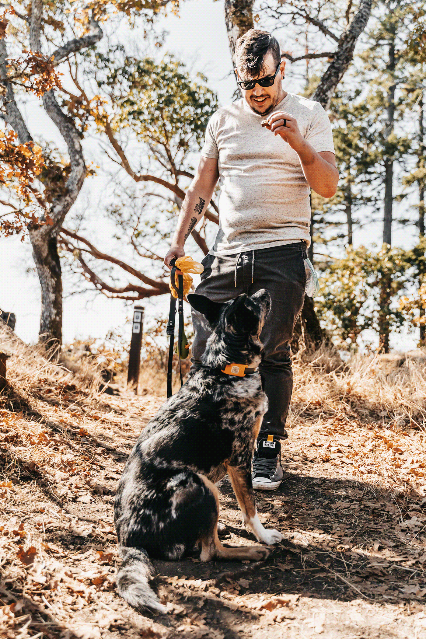 GoChip，Digital，intelligence，Pet Supplies & Pet，