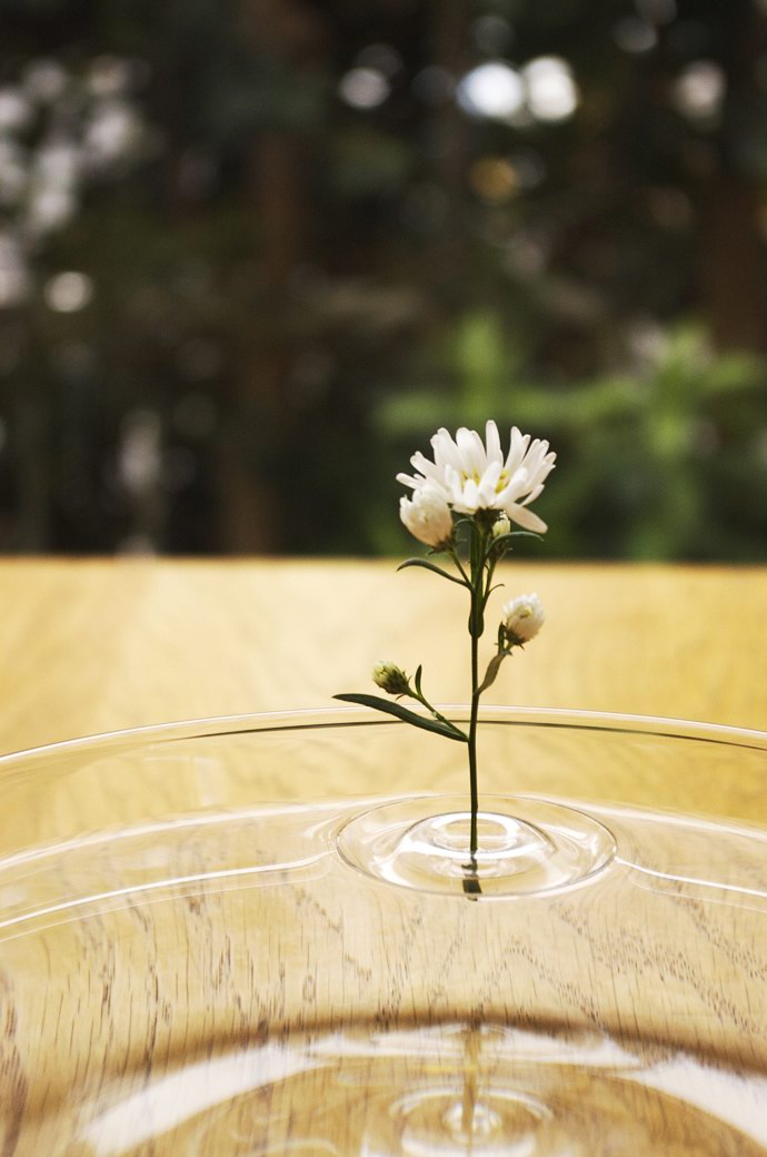 pottery clay，ceramics，Combined vase，storage box，Receive，Wall decoration，Wood and glass，deer，Antlers，decorate，bionics，flower arrangement，vase，Floral apparatus，