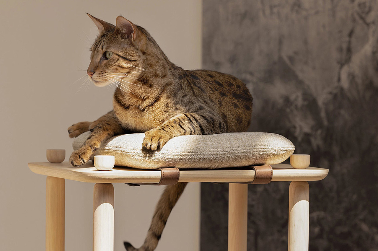 Pets，Cat tree，Connect，product design，product，