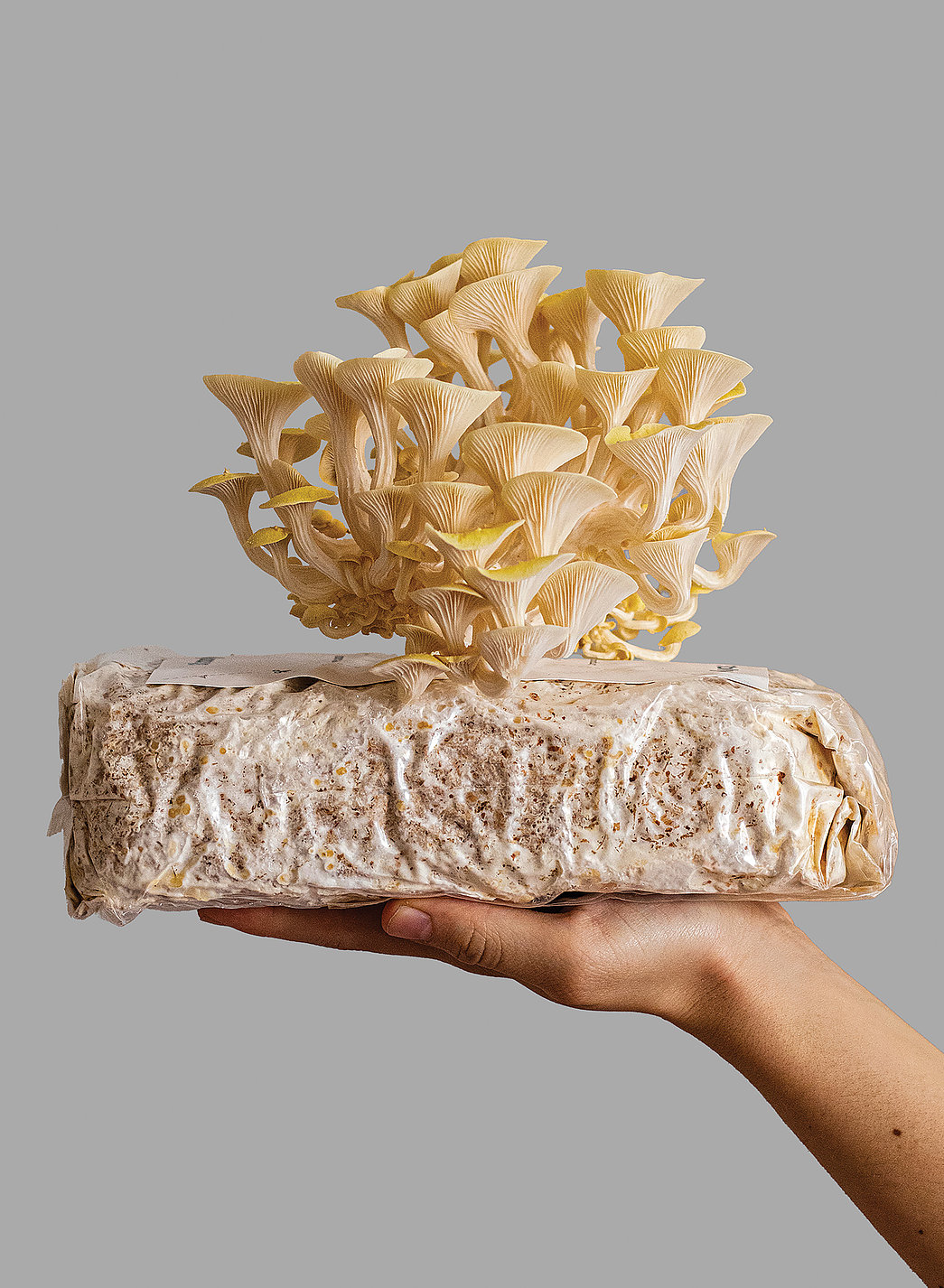 Shrooly，mushroom cultivation，Intelligent cultivation equipment，2023 Red Dot Design Concept Award，