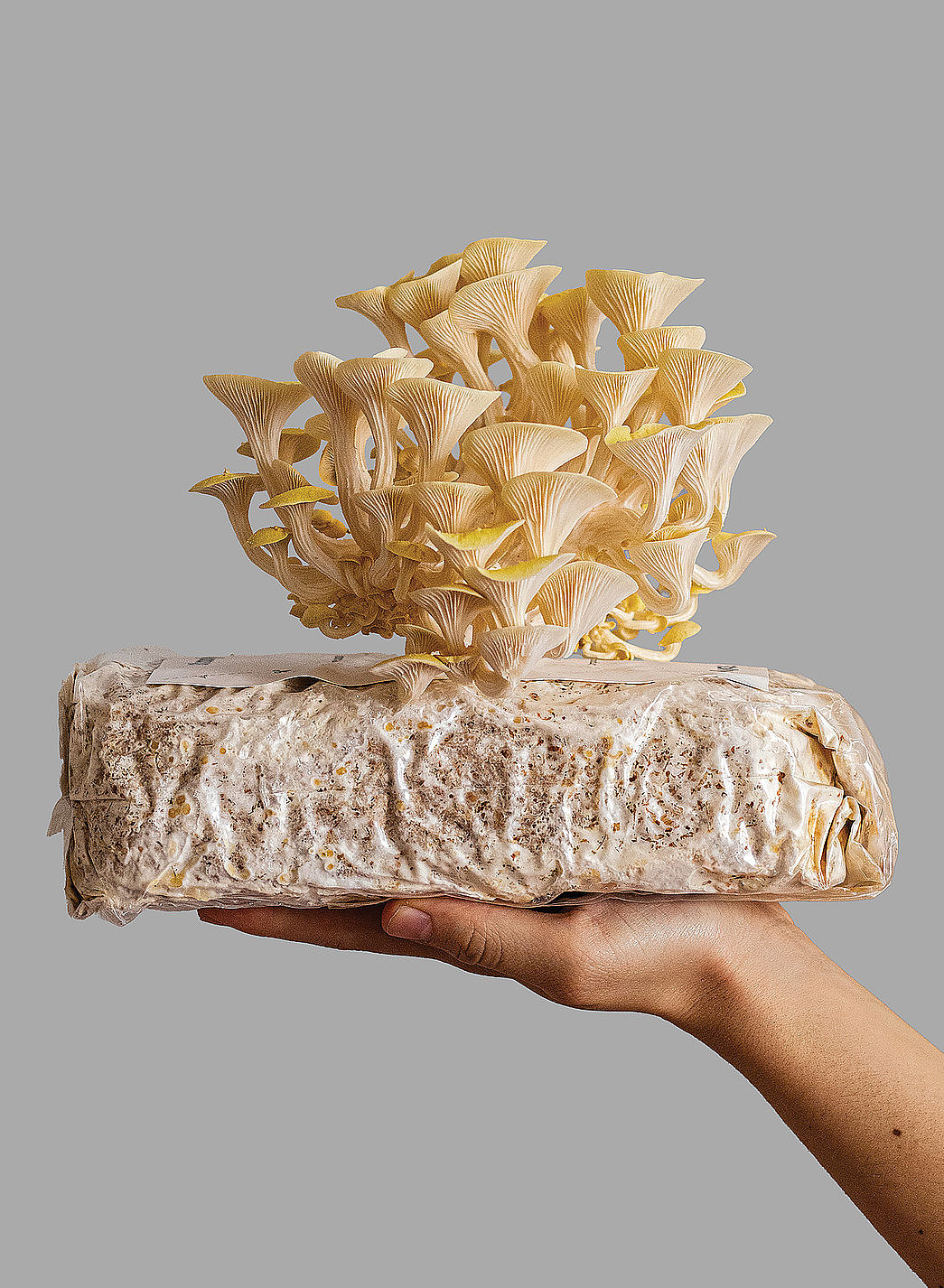 Shrooly，mushroom cultivation，Intelligent cultivation equipment，2023 Red Dot Design Concept Award，