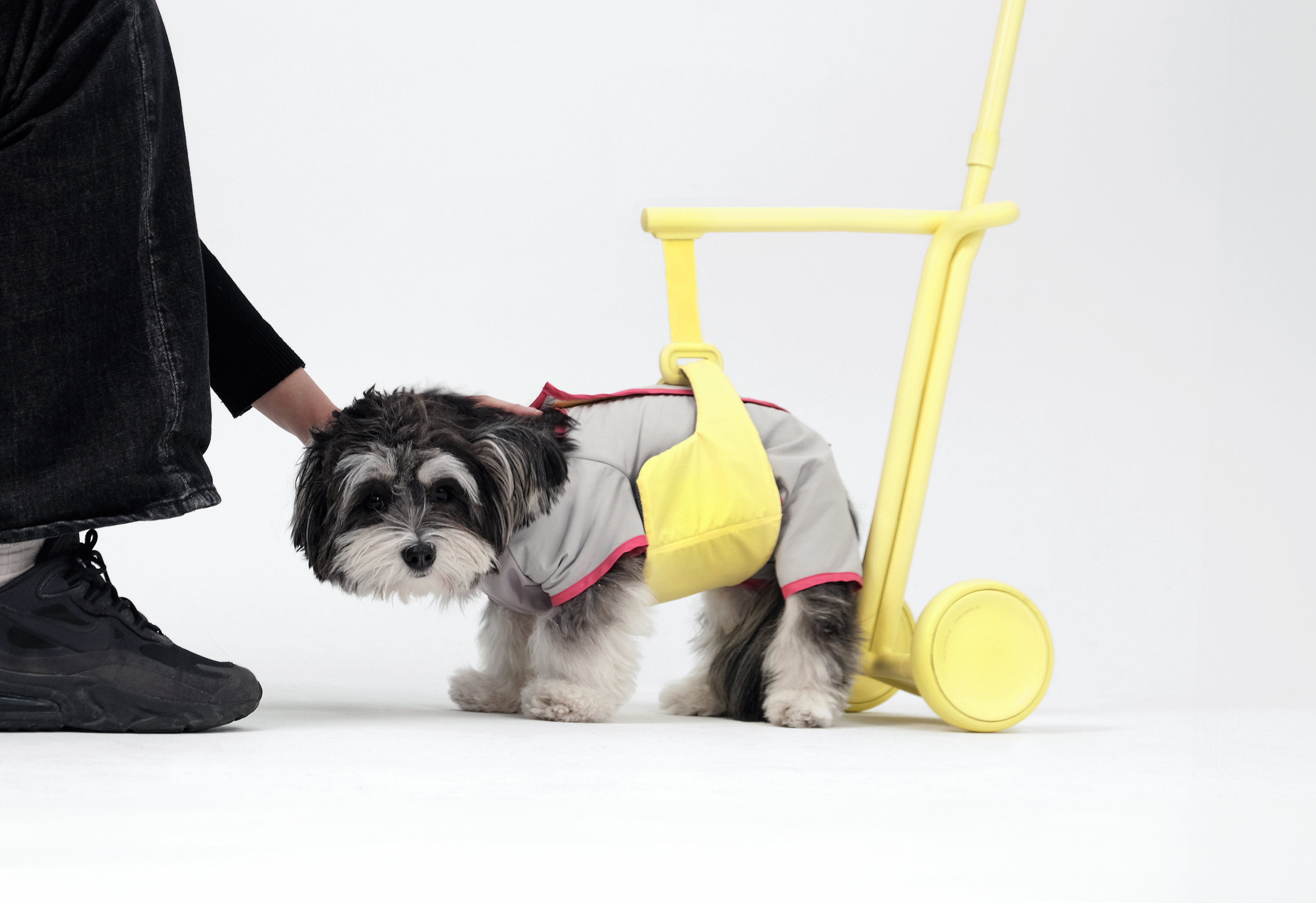 product design，product，dog，Pets，dog，Walking aid，