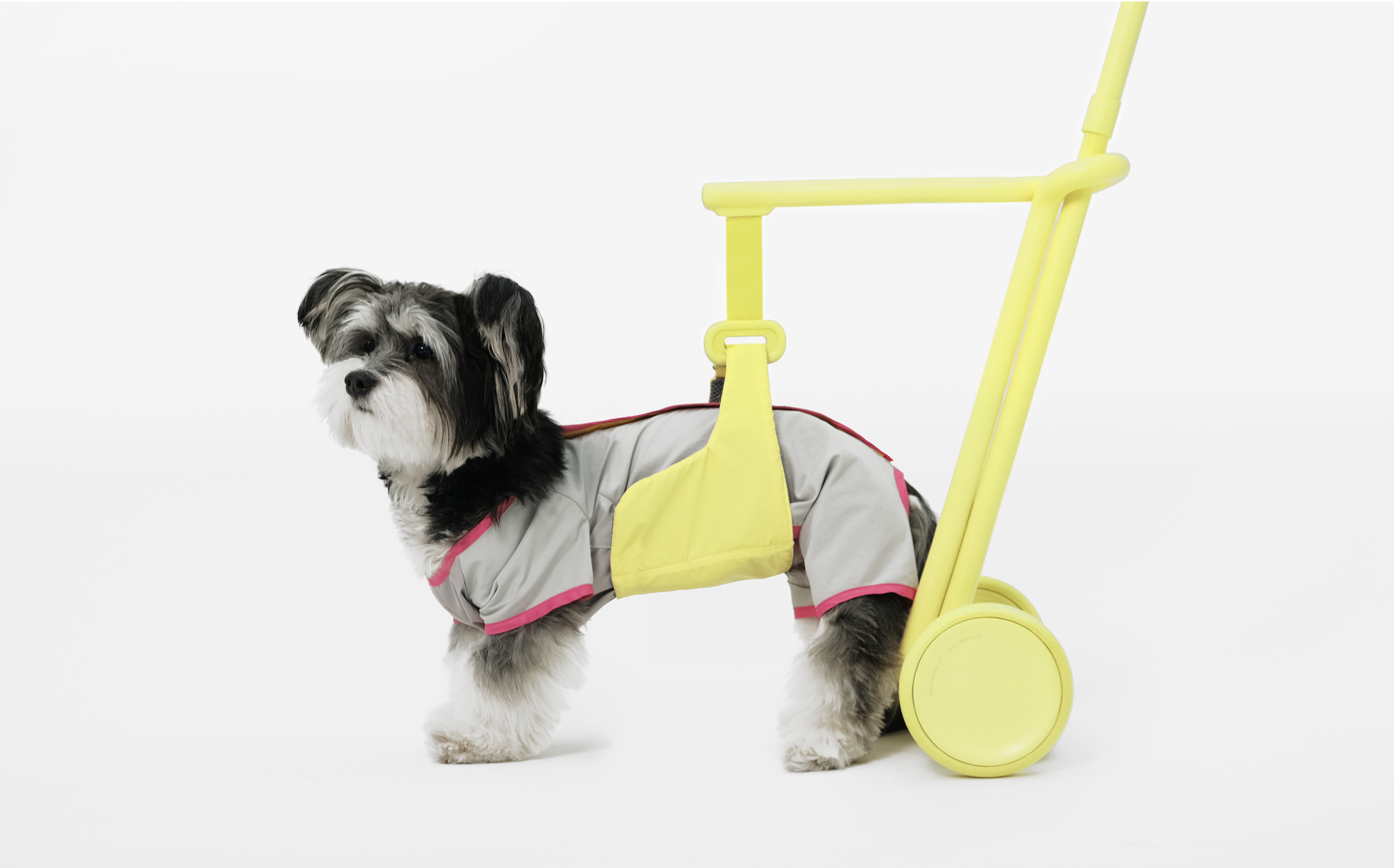 product design，product，dog，Pets，dog，Walking aid，