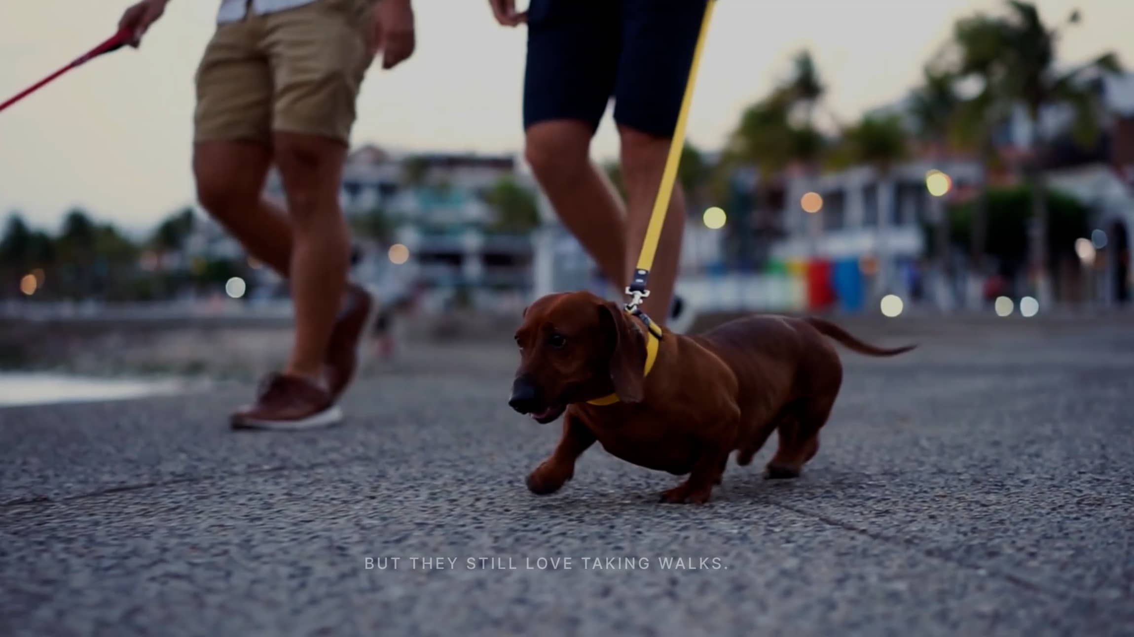 product design，product，dog，Pets，dog，Walking aid，