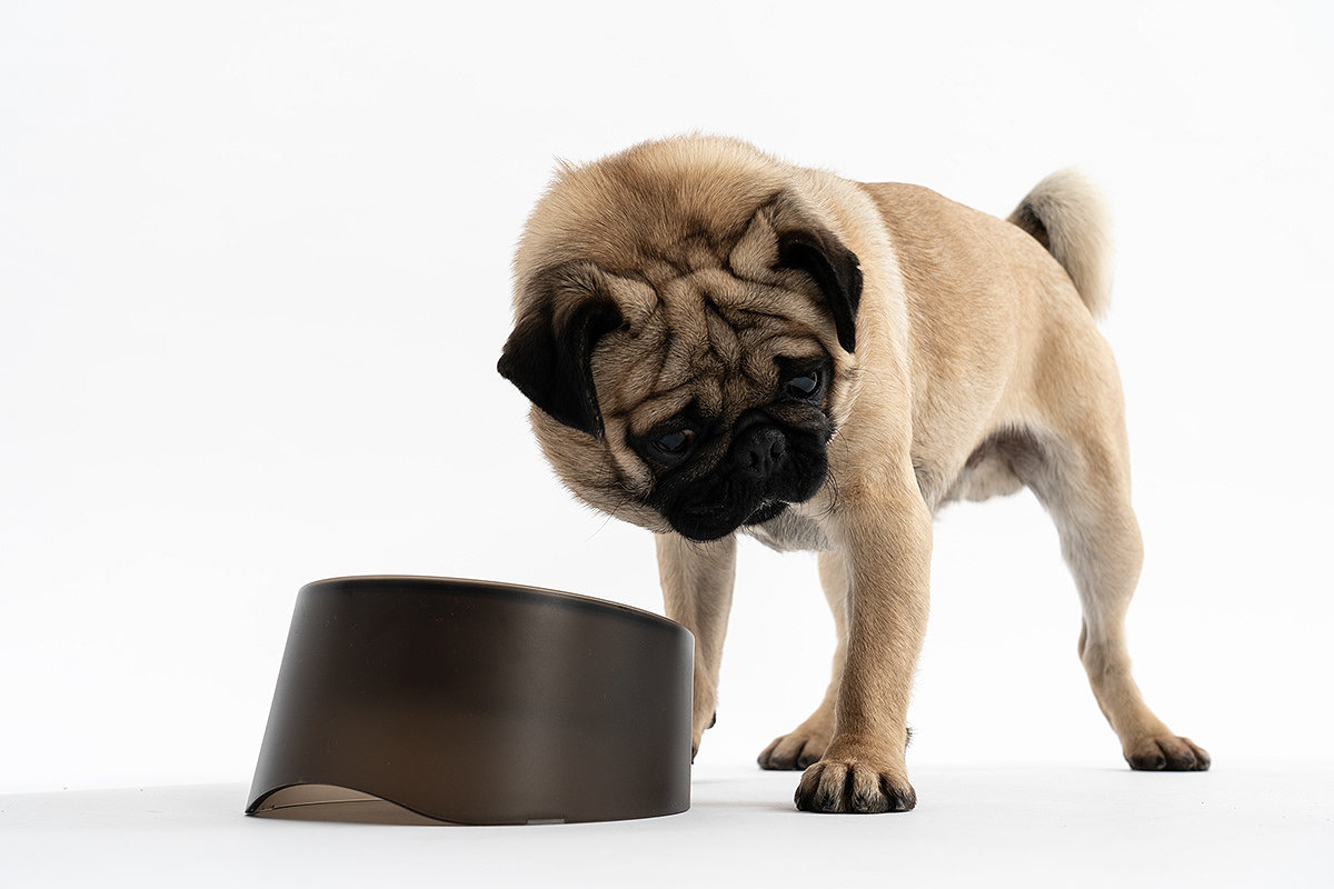 dog，bowl，