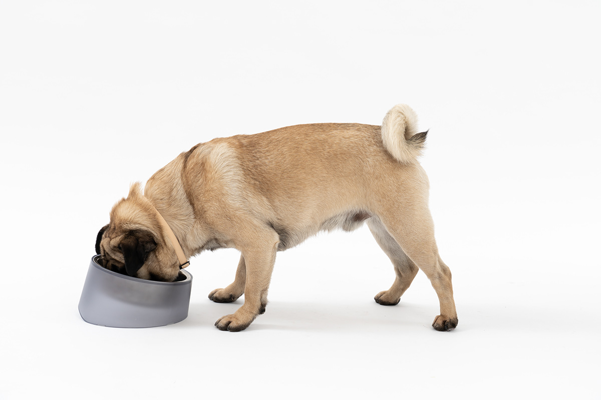 dog，bowl，