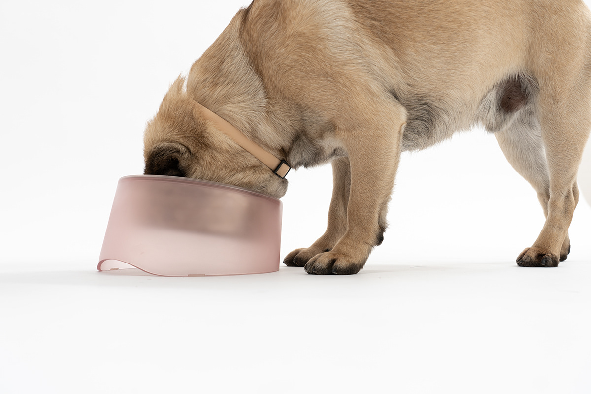 dog，bowl，
